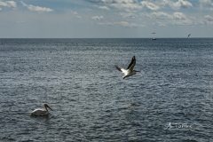 American White Pelicans