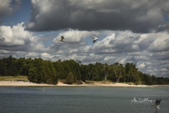American White Pelicans in flight