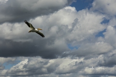 american White Pelican in flight 1
