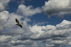 american White Pelican in flight 2