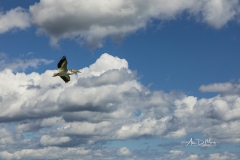 american White Pelican in flight 3