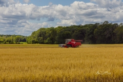Combine harvester in field