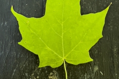 Maple leaf